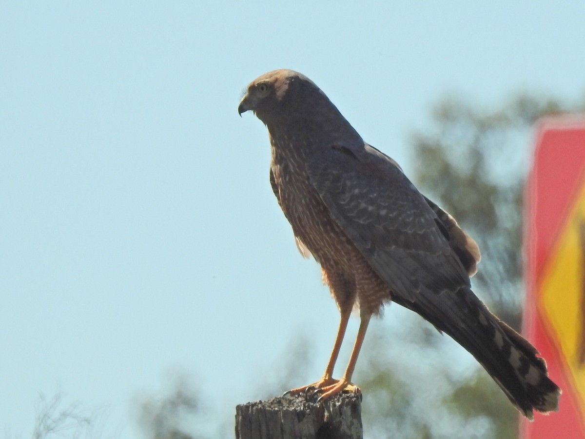 Spotted Harrier - ML476694521