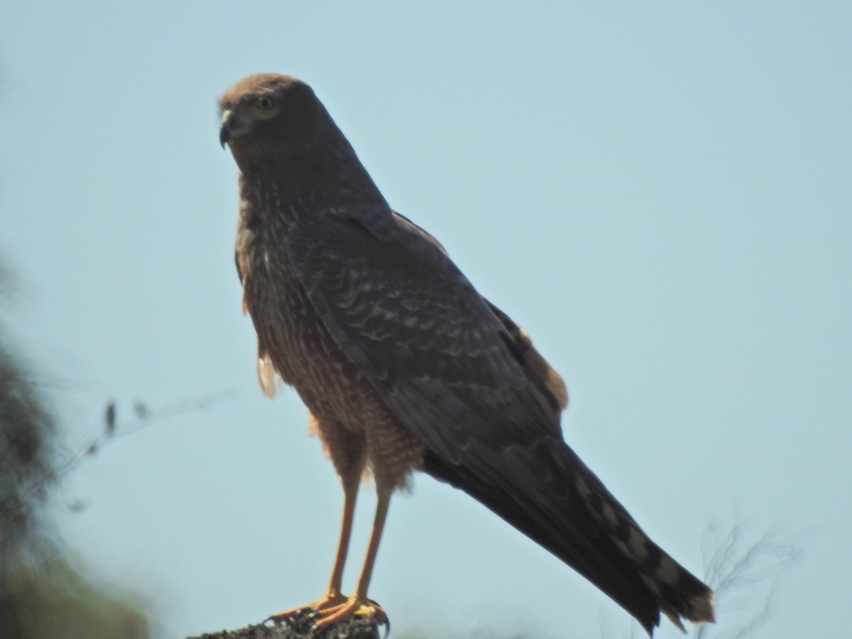 Spotted Harrier - ML476694531
