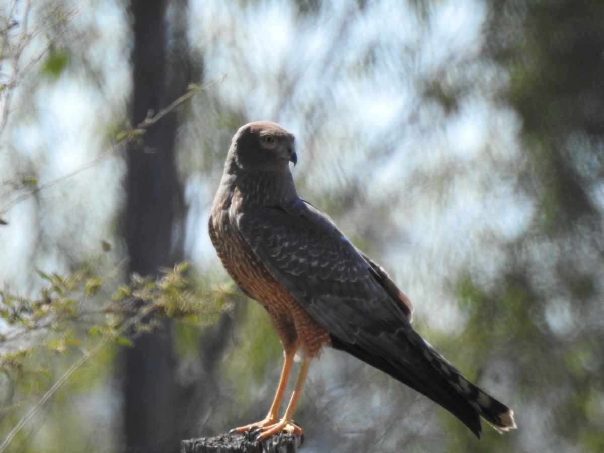 Spotted Harrier - ML476694541