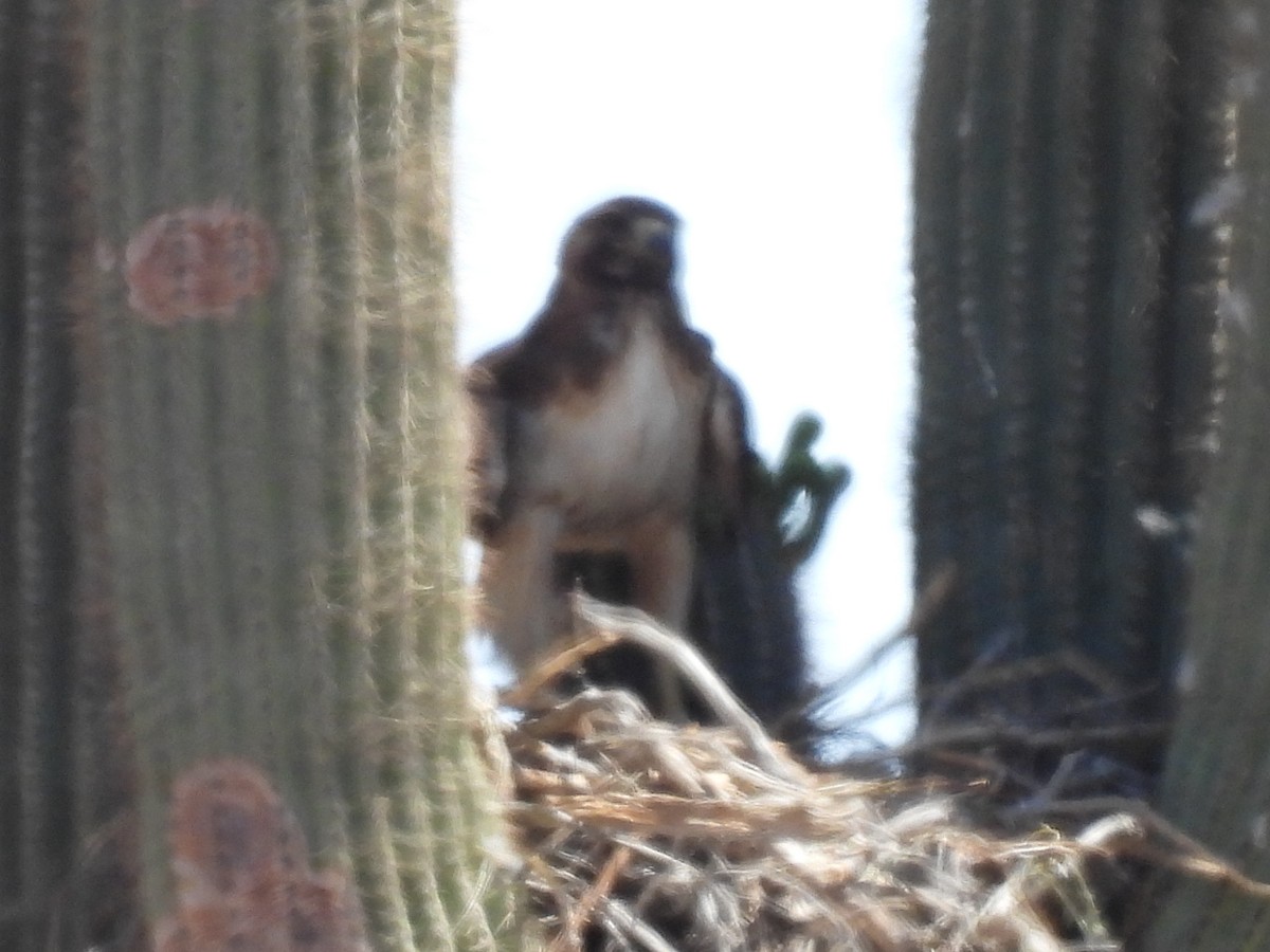 Red-tailed Hawk - ML476698671