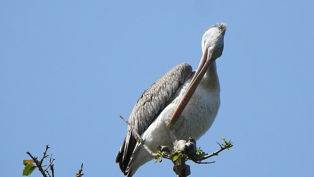 pelikán skvrnozobý - ML476700141