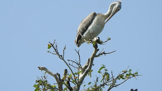 pelikán skvrnozobý - ML476700151
