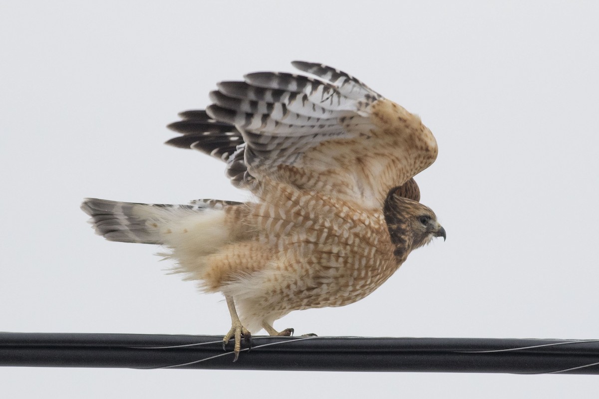 Red-shouldered Hawk - Charmaine Anderson