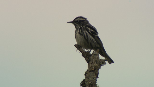 Black-and-white Warbler - ML476701