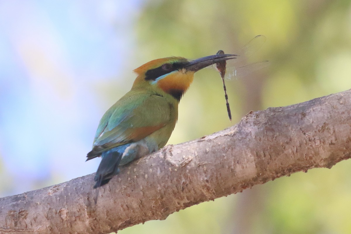 Rainbow Bee-eater - ML476701081