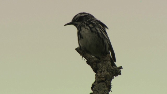Black-and-white Warbler - ML476702