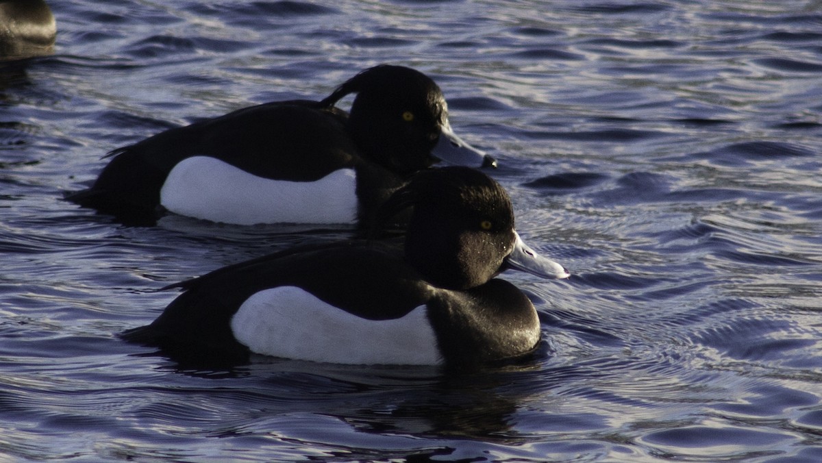 Tufted Duck - ML47670311