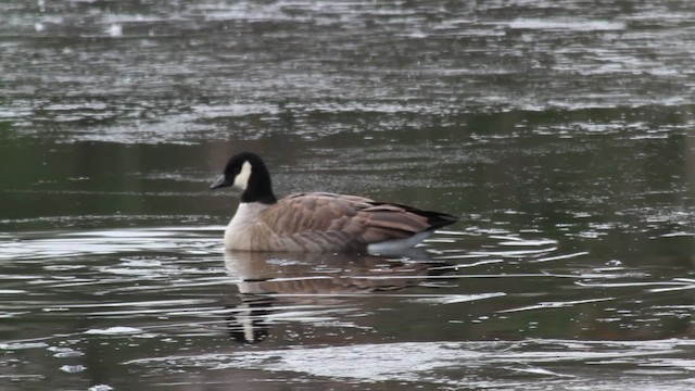 Cackling Goose (Richardson's) - ML476706