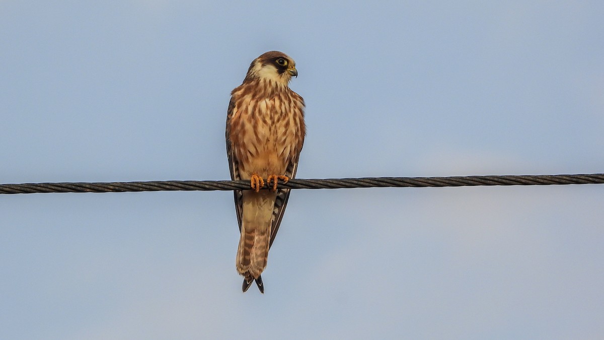 Red-footed Falcon - ML476707891