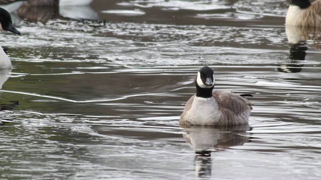 Cackling Goose (Richardson's) - ML476709