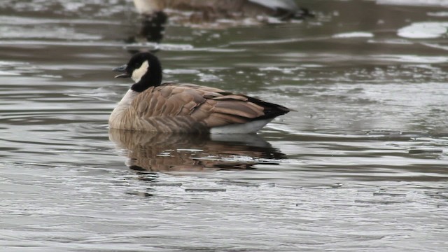 Cackling Goose (Richardson's) - ML476710