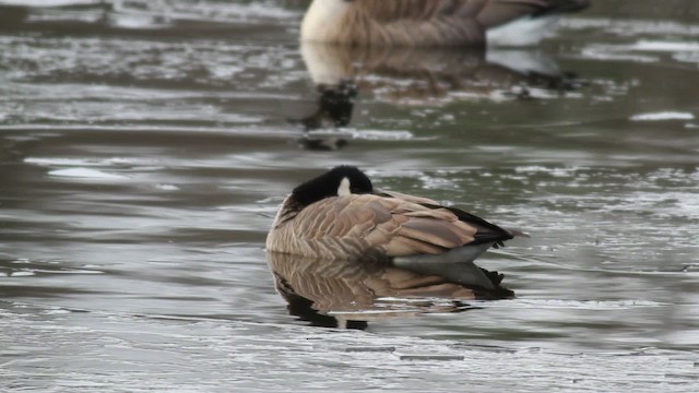 Cackling Goose (Richardson's) - ML476711