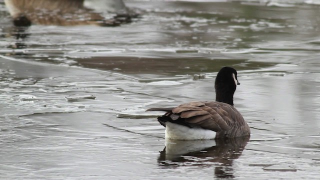 Cackling Goose (Richardson's) - ML476712