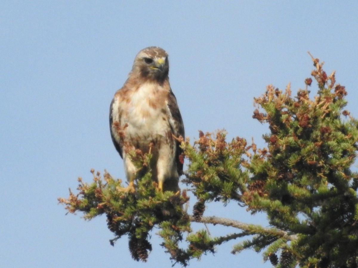 Red-tailed Hawk (abieticola) - ML476713991
