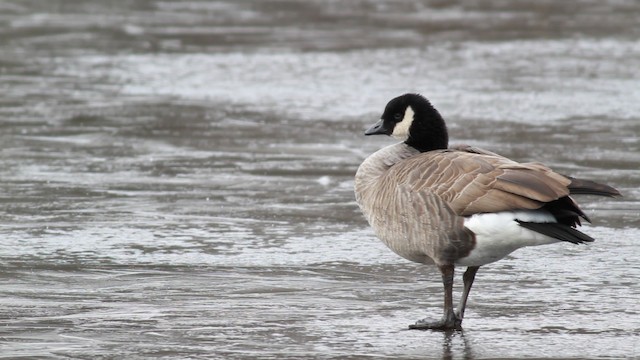 Cackling Goose (Richardson's) - ML476715