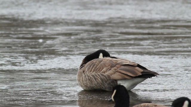 Cackling Goose (Richardson's) - ML476716