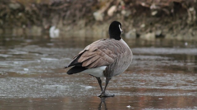 Cackling Goose (Richardson's) - ML476718