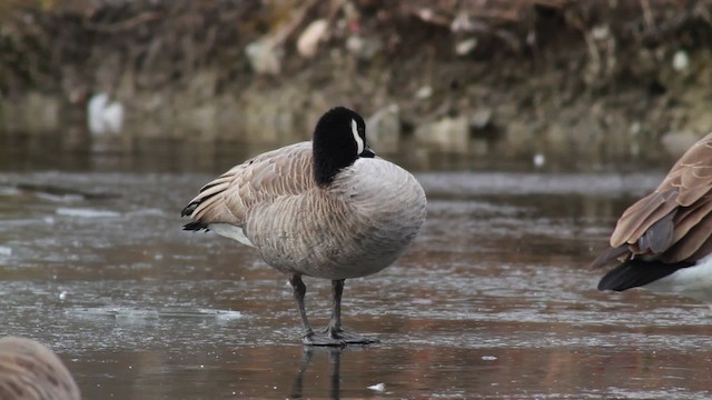 Cackling Goose (Richardson's) - ML476719