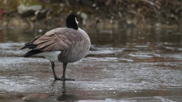 Cackling Goose (Richardson's) - ML476720