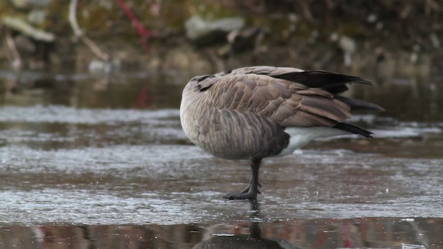Cackling Goose (Richardson's) - ML476722