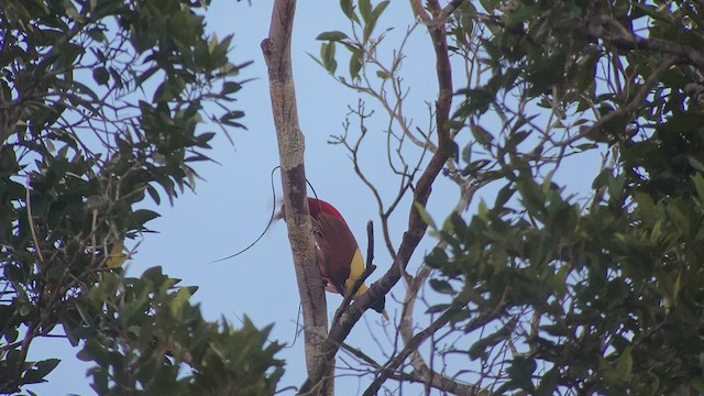 Red Bird-of-Paradise - ML476728101