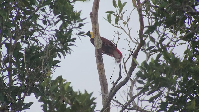 Red Bird-of-Paradise - ML476728941