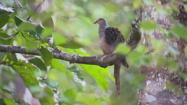 Sultan's Cuckoo-Dove - ML476729951