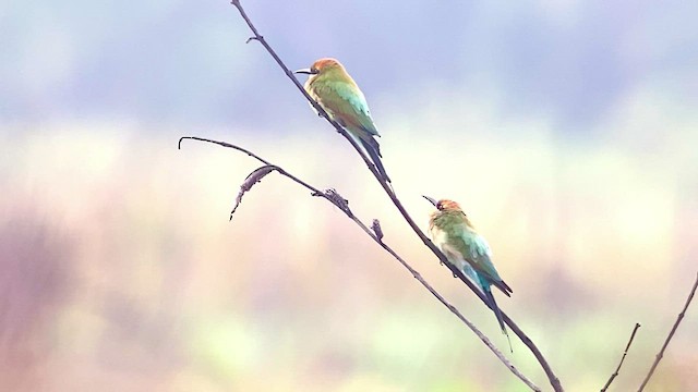 Rainbow Bee-eater - ML476737511