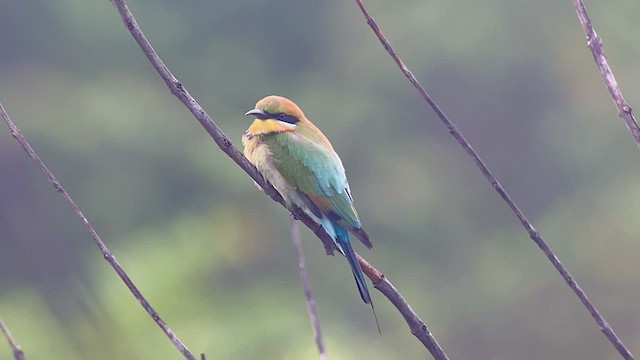 Rainbow Bee-eater - ML476737611
