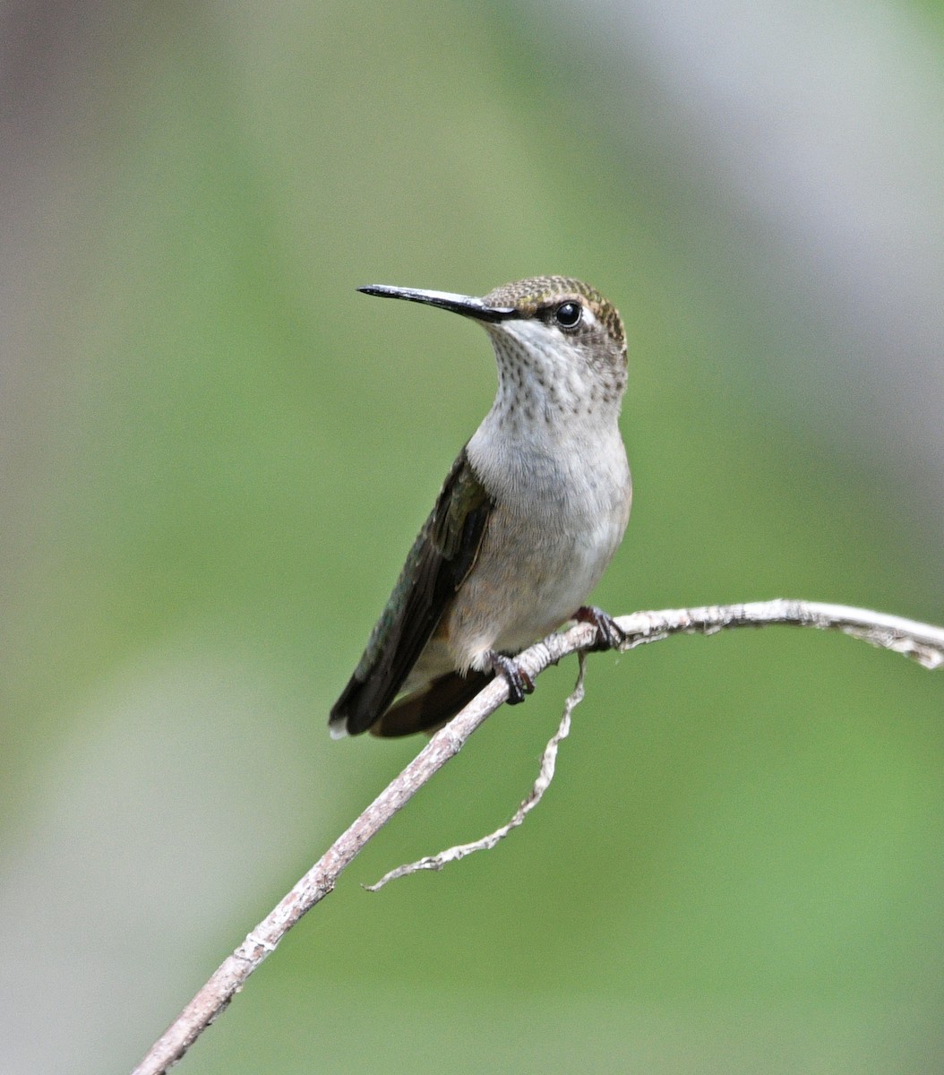 Ruby-throated Hummingbird - Chad Kowalski