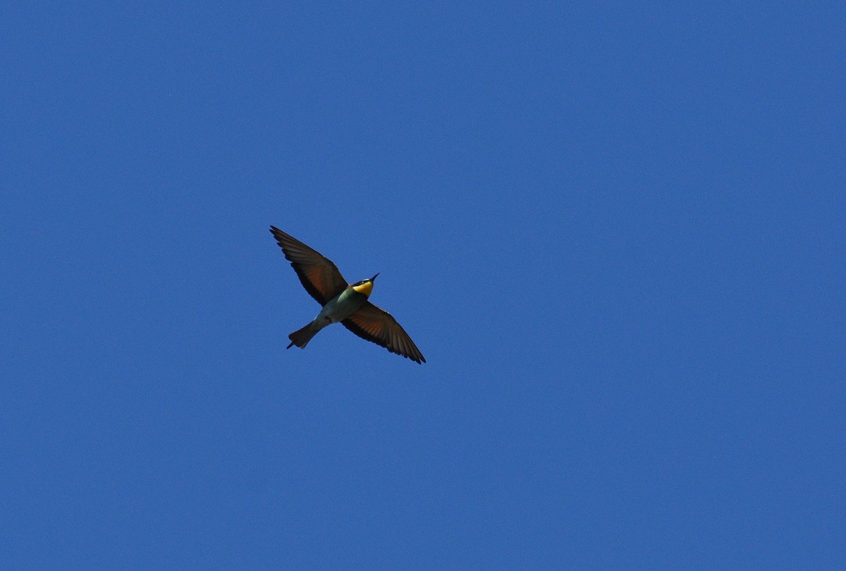 European Bee-eater - ML476743081
