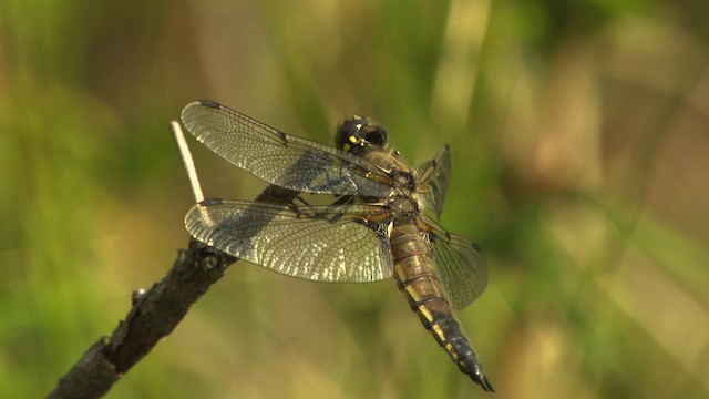 Four-spotted Skimmer - ML476745