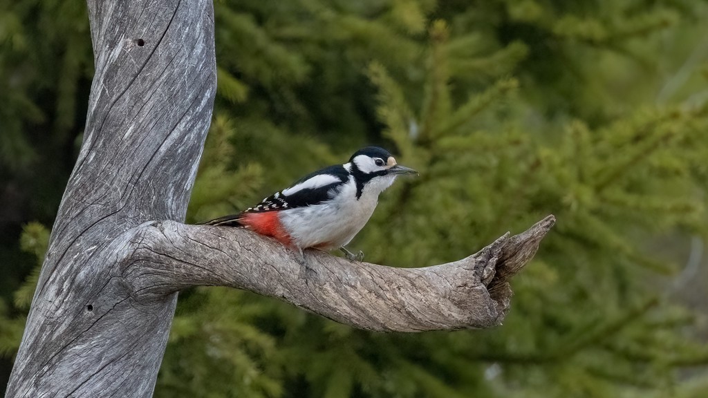 Great Spotted Woodpecker - ML476745631