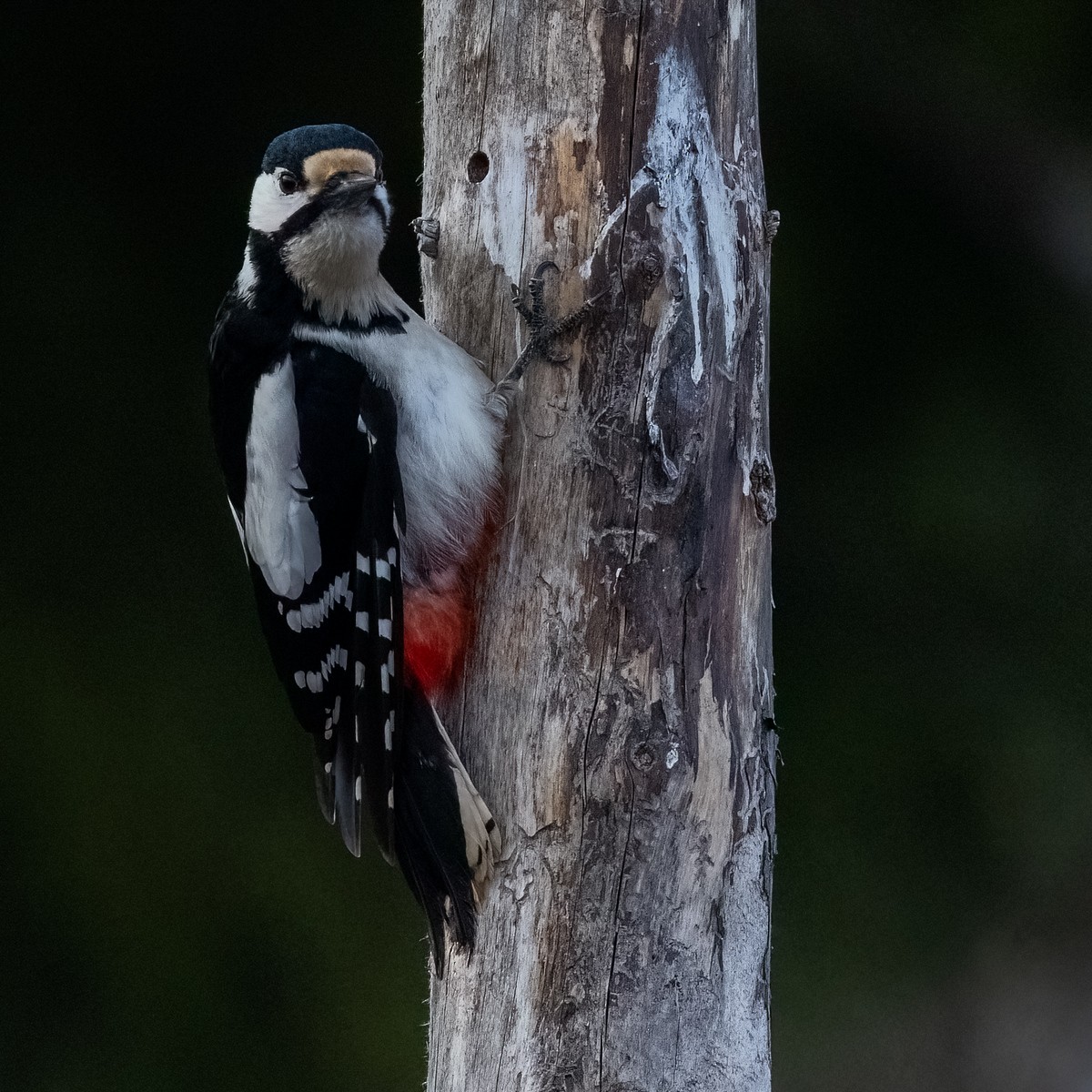Great Spotted Woodpecker - ML476745641