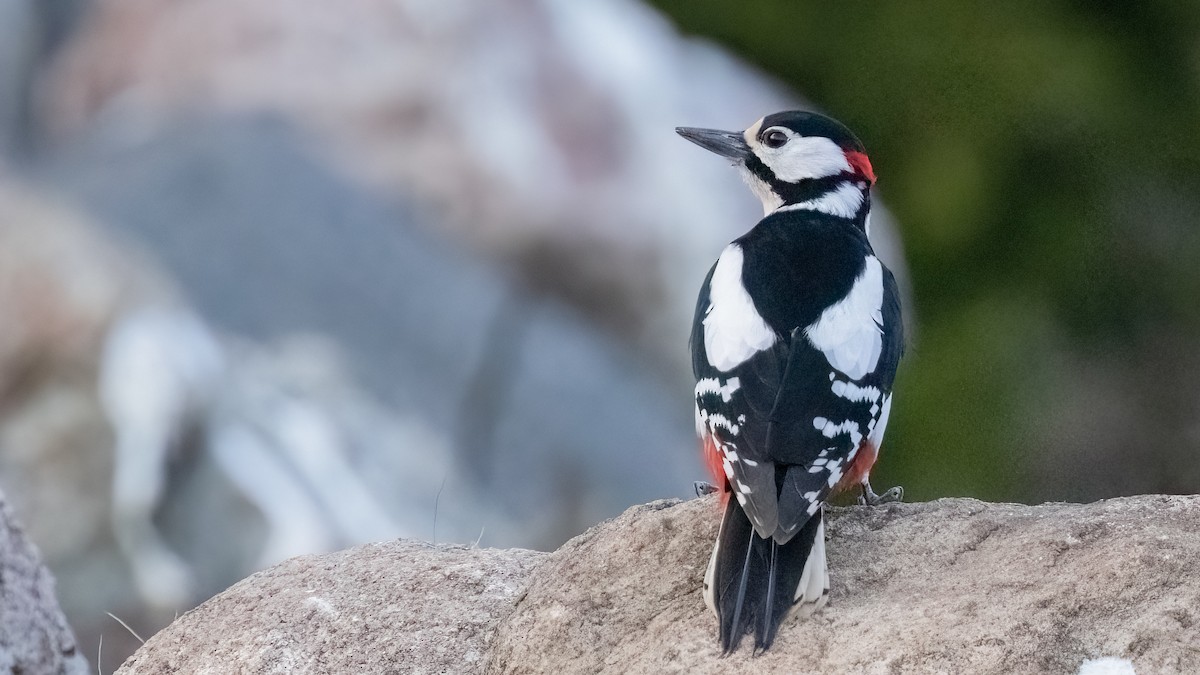 Great Spotted Woodpecker - ML476745651