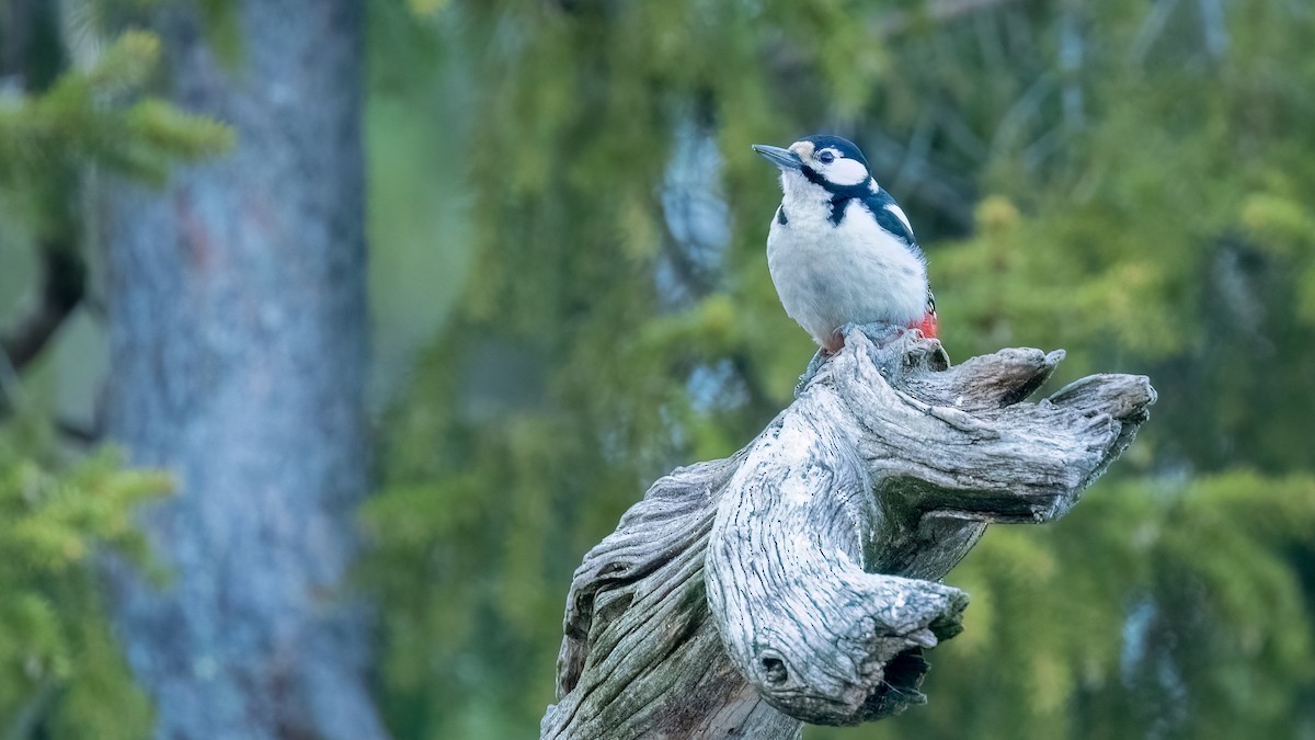 Great Spotted Woodpecker - ML476745671