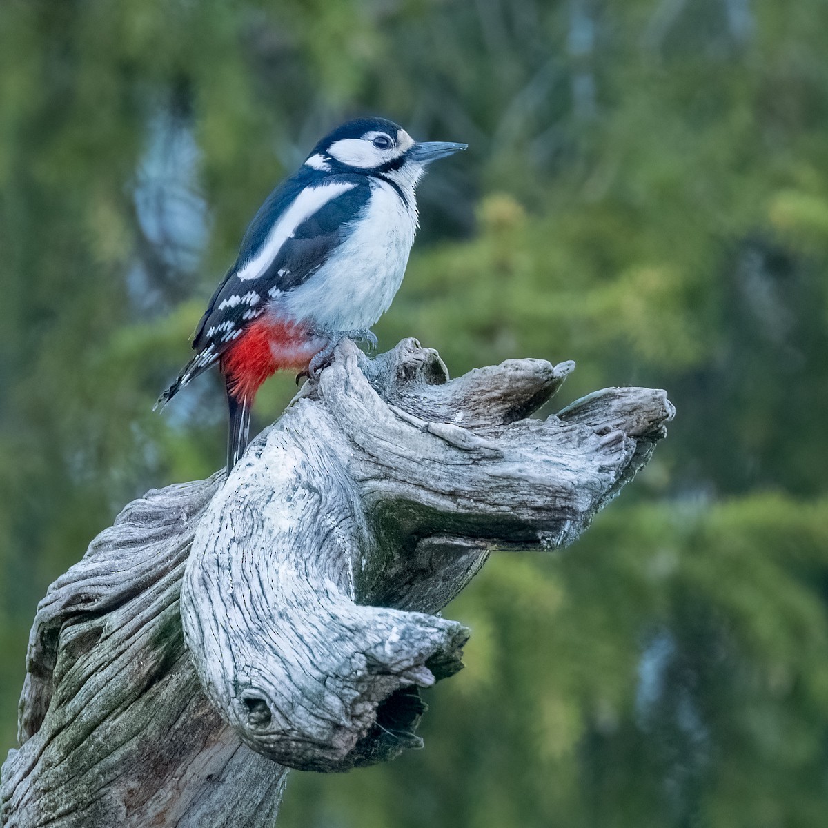 Great Spotted Woodpecker - ML476745681