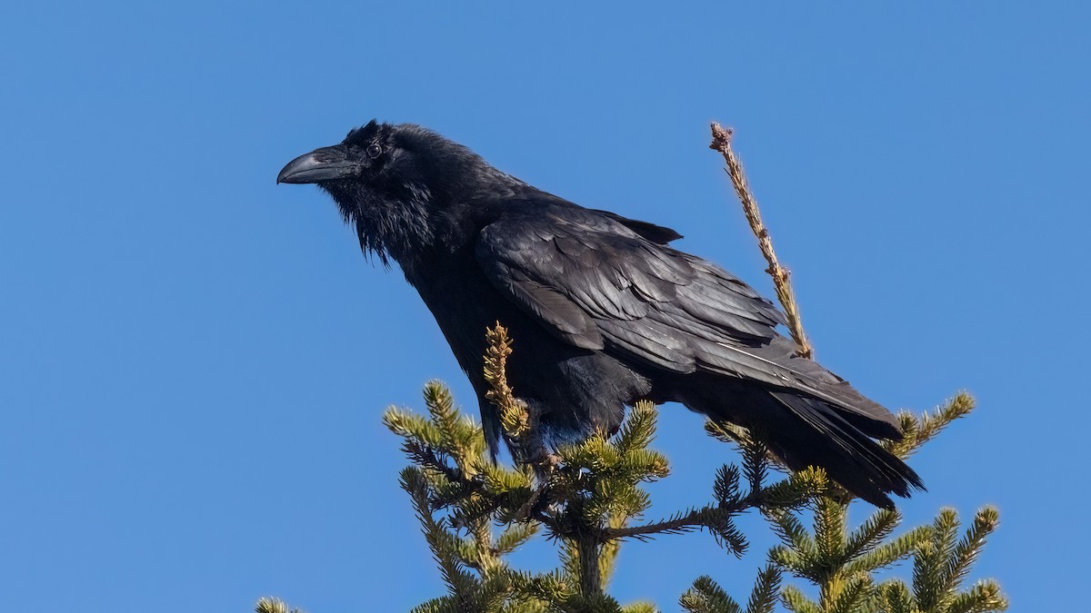 Common Raven - Robert Tizard
