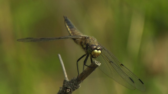 Four-spotted Skimmer - ML476746