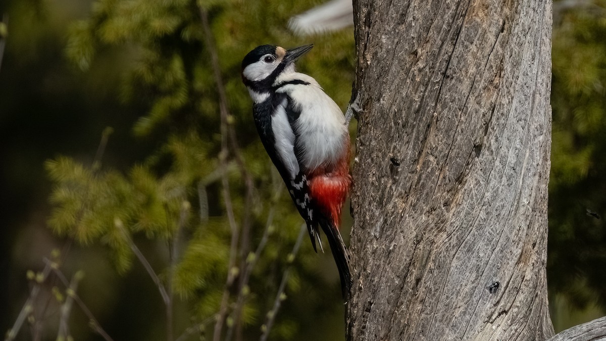 Great Spotted Woodpecker - ML476746111