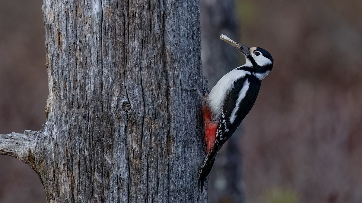 Great Spotted Woodpecker - ML476746851