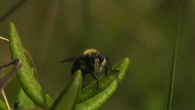 Bumble Bee Robber Fly - ML476747