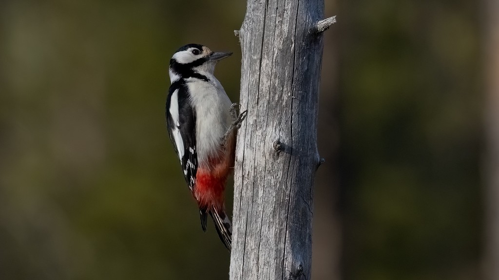 Great Spotted Woodpecker - ML476747081
