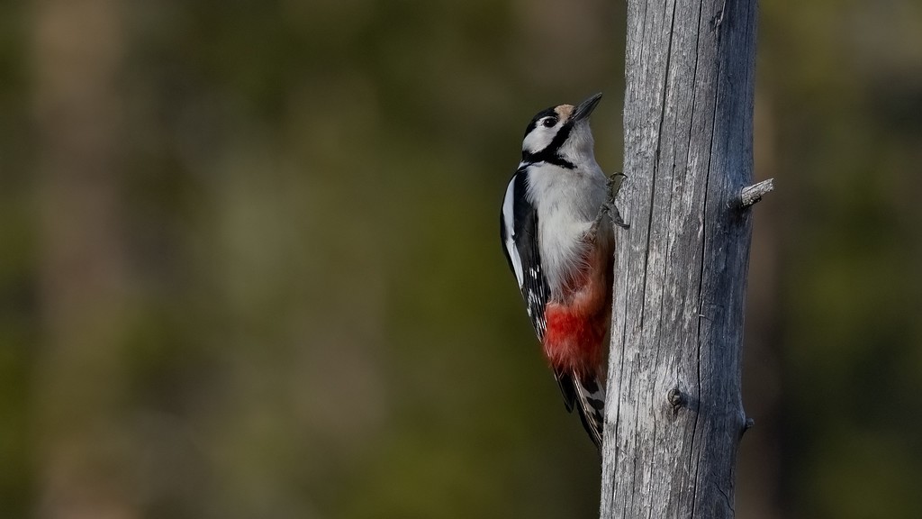 Great Spotted Woodpecker - ML476747091