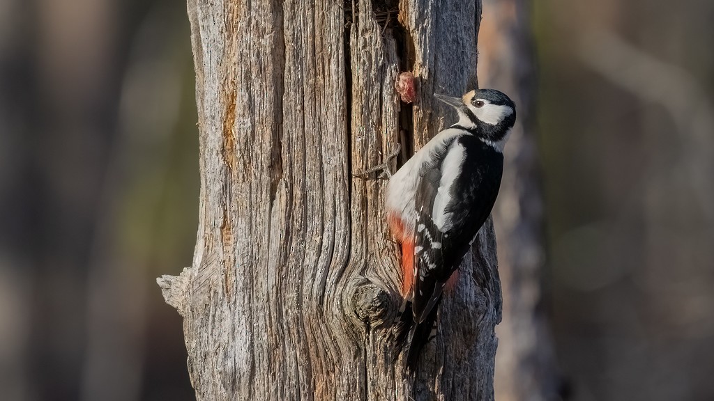 Great Spotted Woodpecker - ML476747151