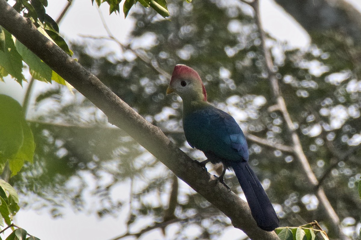 Red-crested Turaco - ML476747191