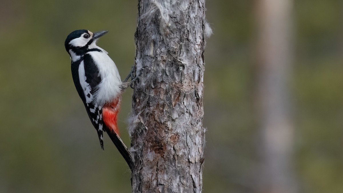 Great Spotted Woodpecker (Great Spotted) - ML476748541