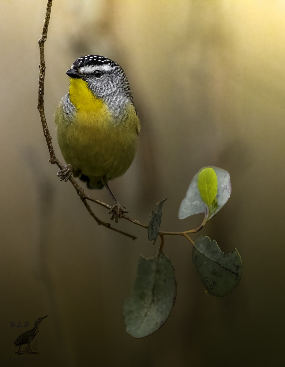 Spotted Pardalote - ML476750201