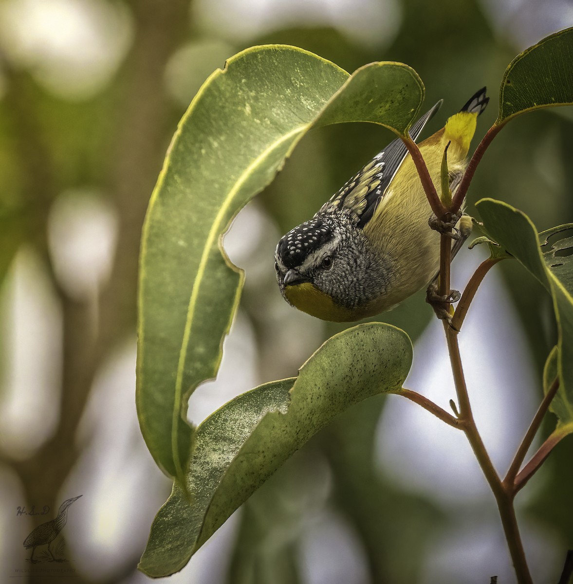 Spotted Pardalote - ML476750211