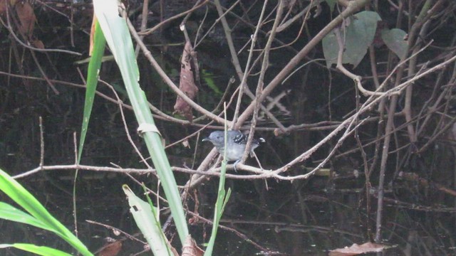 Band-tailed Antbird - ML476750331